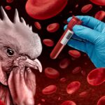 Kuş gribi uyarısı! Riskli bölgelerde kümes hayvanları kapatılacak: “Küresel sorun haline geliyor”