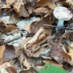 ‘Bu mantar yenilebilir’ demeyin, zehirlenme riski var! 6 saat içinde belirtiler ortaya çıkıyor.